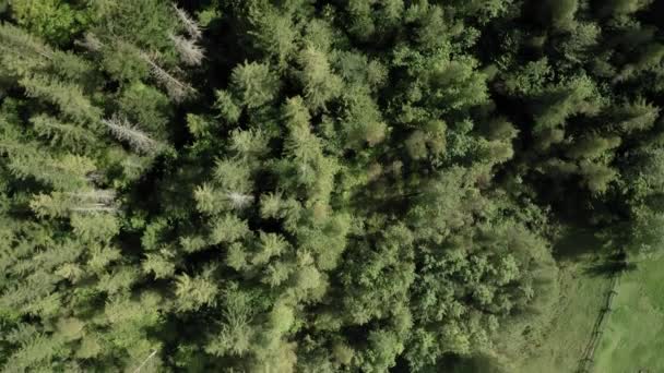 Letecký Pohled Karpatské Hory Nahoře Zeleném Lese Vysoce Kvalitní Záběry — Stock video