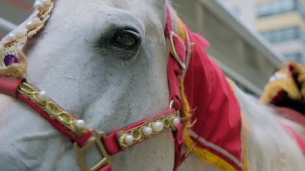 Крупним Планом Кінь Стоїть Індійському Весіллі Високоякісні Кадри — стокове відео