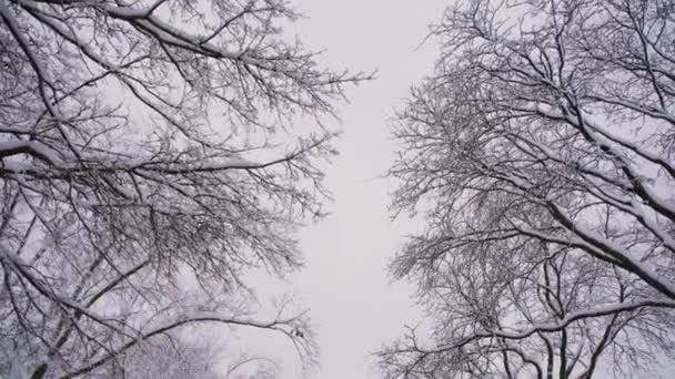 Fiocchi Neve Cadono Lentamente Nel Paesaggio Invernale Rami Alberi Sulla — Video Stock
