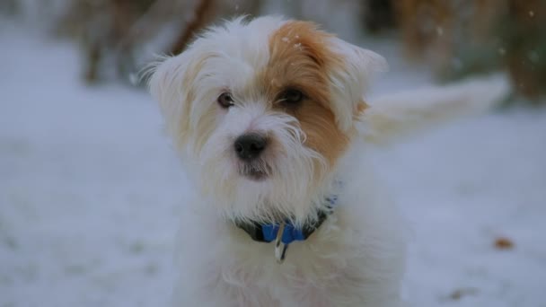 Portret Psa Terier Jacka Russella Chce Bawić Się Śniegu Wysokiej — Wideo stockowe