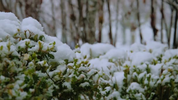 Sneeuw Valt Een Groene Struik Voorsteden Sneeuw Bedekt Gevallen Sneeuw — Stockvideo