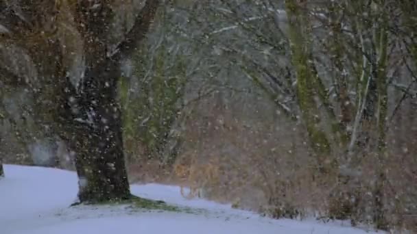 Nevicate Parco Selvaggio Grandi Fiocchi Neve Stanno Lentamente Cadendo Rallentatore — Video Stock