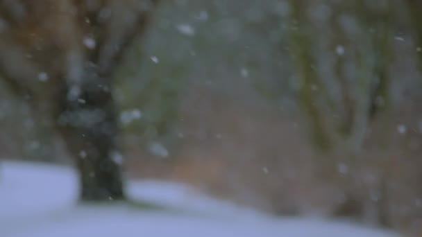 Nevicate Parco Selvaggio Grandi Fiocchi Neve Fuoco Stanno Lentamente Cadendo — Video Stock