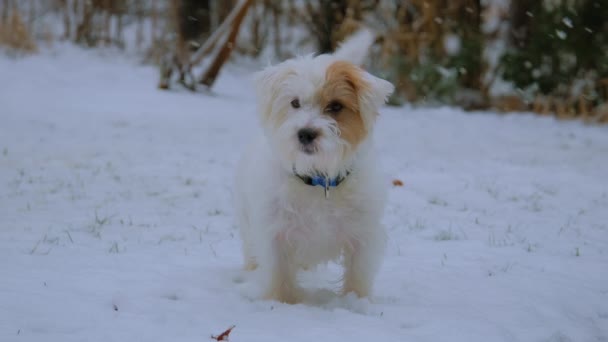 Ritratto Jack Russell Terrier Cane Vuole Giocare Nella Neve Caduta — Video Stock