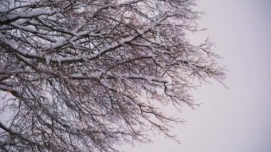 Kar taneleri kış manzarasından yavaşça düşüyor. Kar yağarken ağaç dalları. Geniş çekim. Yüksek kalite 4k görüntü