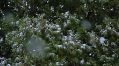 Yeşil bir çalılığa kar yağıyor. Karla kaplı banliyöler ve yavaşça yağan kar. Yüksek kalite 4k görüntü
