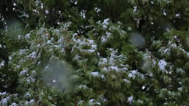 Sneeuw Valt Een Groene Struik Voorsteden Besneeuwde Langzaam Gevallen Sneeuw — Stockvideo