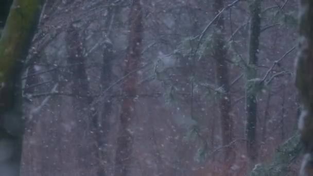Sneeuw Valt Een Park Voorsteden Besneeuwde Langzaam Gevallen Sneeuw Hoge — Stockvideo