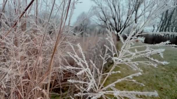 Сезонна Холодна Природа Гілок Суха Трава Квіти Вдень Проти Зимового — стокове відео