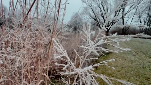 Sezonowy Zimny Charakter Gałęzie Sucha Trawa Kwiaty Przed Ciągu Dnia — Wideo stockowe