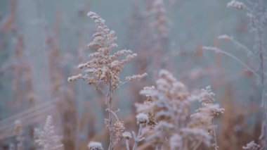 Dalların mevsimsel soğuk doğası, kuru çimenler kış mevsiminde karlı arka planda, buz kristalleriyle birlikte çiçekler. Kapatın. Yüksek kalite 4k görüntü