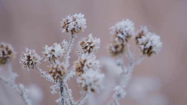 Saisonnière Cold Nature Branches Dry Grass Flowers Day Ice Crystals — Video