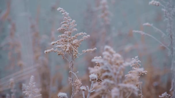 Сезонна Холодна Природа Гілок Суха Трава Квіти Вдень Проти Зимового — стокове відео
