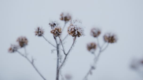 Εποχιακή Κρύα Φύση Των Υποκαταστημάτων Ξηρό Γρασίδι Λουλούδια Κατά Διάρκεια — Αρχείο Βίντεο