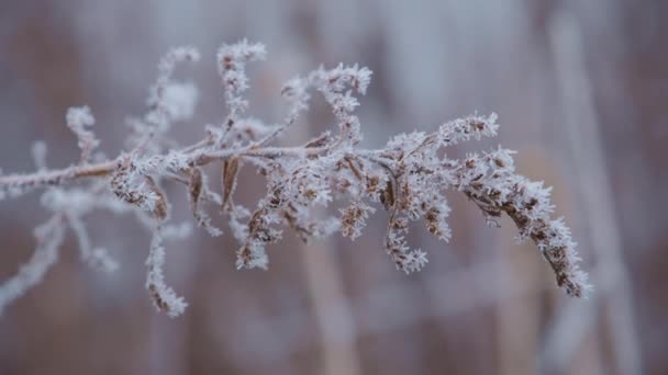 Zbliżenie Strzał Sezonowy Zimny Charakter Gałęzi Sucha Trawa Kwiaty Przeciwko — Wideo stockowe