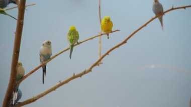 Farklı renkte renkli parlak papağan sürüsü ve ağaçta armaları var. Yüksek kalite 4k görüntü
