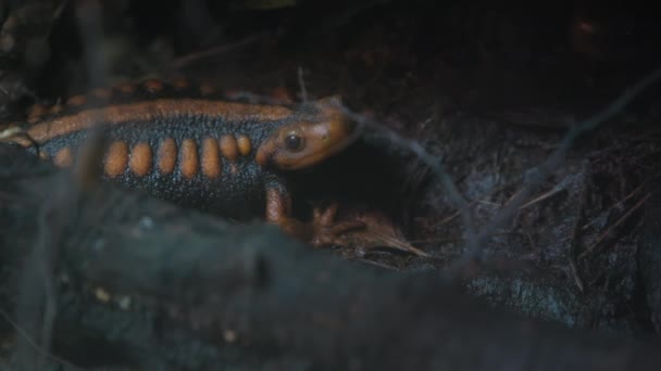 Eine Nahaufnahme Einer Taylototriton Amphibie Auf Baumwurzeln Mit Blättern Wald — Stockvideo