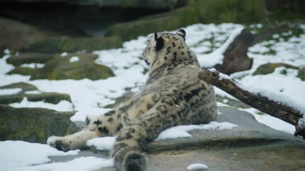 Snö Leopard Observerar Omgivningen Och Vila Vintern Högkvalitativ Film — Stockvideo