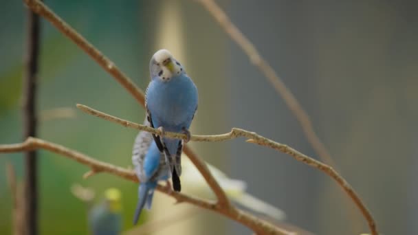 Μπλε Κυματιστός Παπαγάλος Κάθεται Στο Δέντρο Υψηλής Ποιότητας Πλάνα — Αρχείο Βίντεο