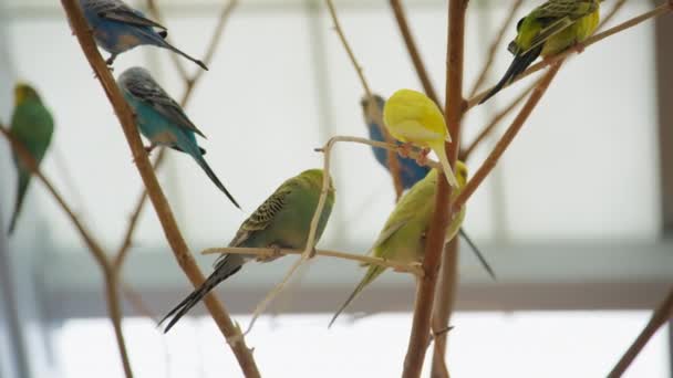 Πολύχρωμο Φωτεινό Σμήνος Παπαγάλων Διαφόρων Χρωμάτων Και Κορυφές Κάθονται Στο — Αρχείο Βίντεο
