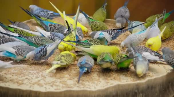 Πολύχρωμο Φωτεινό Σμήνος Παπαγάλων Διαφορετικών Χρωμάτων Τρώει Υψηλής Ποιότητας Πλάνα — Αρχείο Βίντεο