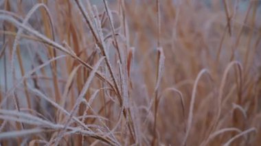 Mevsimsel kuru çimenlerin soğuk doğasını yakından görmek kış mevsiminde karlı arka planda buz kristalleriyle çiçeklere karşı gelmek. Kapatın. Yüksek kalite 4k görüntü
