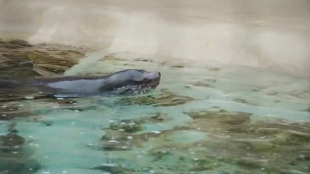 Brown Fur Seal Nadar Água Câmera Lenta Imagens Alta Qualidade — Vídeo de Stock