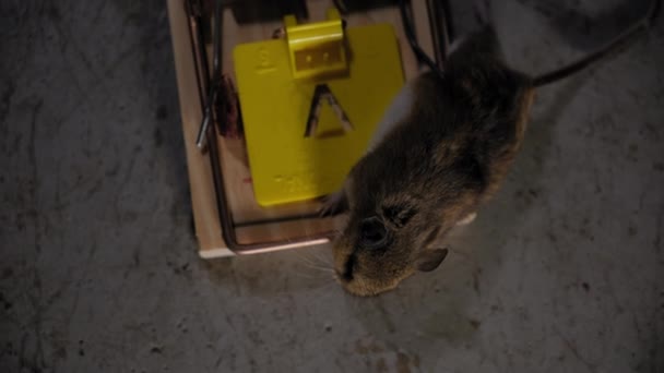 罠でマウスを閉じる マウスは食べ物の罠に閉じ込められた 高品質の4K映像 — ストック動画