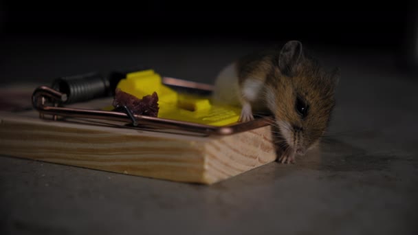 Крупним Планом Знімок Миші Пастці Миша Потрапила Пастку Їжею Високоякісні — стокове відео