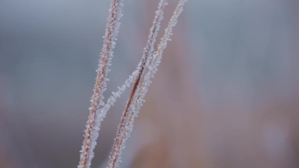 乾燥した草の季節の寒い性質の映像を閉じ 氷の結晶が付いている冬の雪のフィールドの背景の日に対する花 クローズアップ 高品質の4K映像 — ストック動画