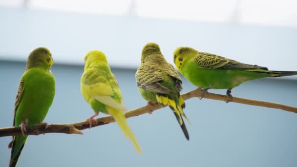 Πολύχρωμο Φωτεινό Σμήνος Παπαγάλων Διαφόρων Χρωμάτων Και Κορυφές Κάθονται Στο — Αρχείο Βίντεο