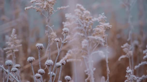 Zamknij Materiał Sezonowego Zimnego Charakteru Gałęzi Sucha Trawa Kwiaty Przed — Wideo stockowe
