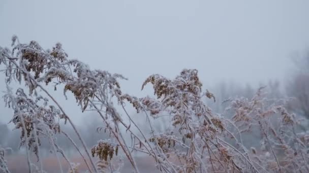 Zbliżenie Strzał Sezonowy Zimny Charakter Gałęzi Kwiaty Przeciwko Kryształów Lodu — Wideo stockowe
