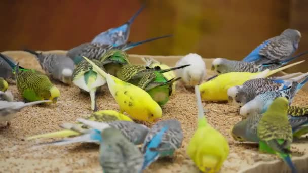 Kleurrijke Heldere Kudde Papegaaien Van Verschillende Kleuren Eet Doe Dicht — Stockvideo