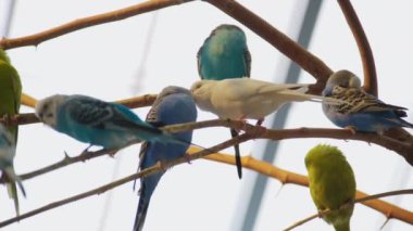Farklı renkte renkli parlak papağan sürüsü ve ağaçta armaları var. yakınlaştırma çekimi. Yüksek kalite 4k görüntü