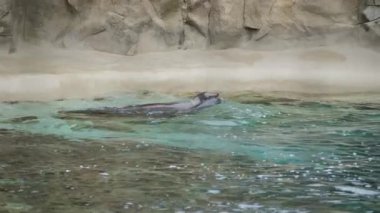 Kahverengi kürk foku suda yüzer, yavaş çekim yapar. Yüksek kalite 4k görüntü