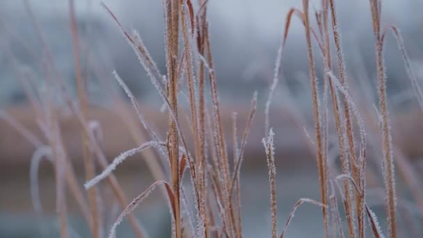 Saisonnière Cold Nature Dry Grass Flowers Day Winter Snowy Field — Video