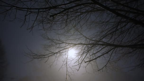 Σιλουέτες Των Δέντρων Νύχτα Και Φώτα Του Δρόμου Ομιχλώδη Νύχτα — Αρχείο Βίντεο