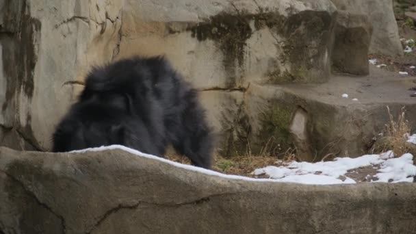 Лінивий Ведмідь Пасеться Лісі Зимовий Час Високоякісні Кадри — стокове відео