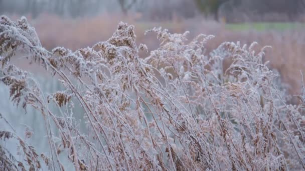 Zamknij Ujęcia Sezonowej Zimnej Natury Gałęzi Kwiaty Przeciwko Kryształów Lodu — Wideo stockowe