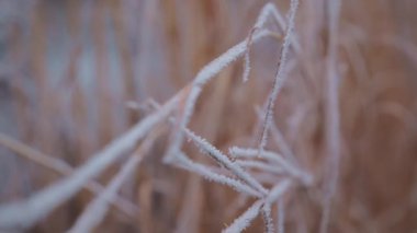 Kışın karlı arka planda buz kristalleriyle kuru otların mevsimsel soğuk doğası. Görüntüleri kapat. Yüksek kalite 4k görüntü