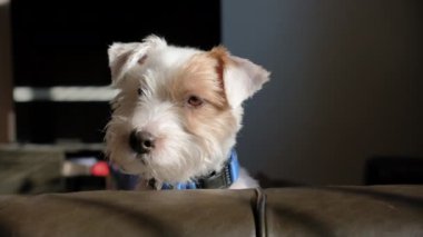 Jack Russell 'ın köpeği evde gün ışığında kameraya bakar. Yakın çekim görüntüsü. Yüksek kalite 4k görüntü