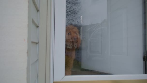 Goldendoodle Animal Estimação Casa Sentado Perto Porta Vidro Esperar Imagens — Vídeo de Stock
