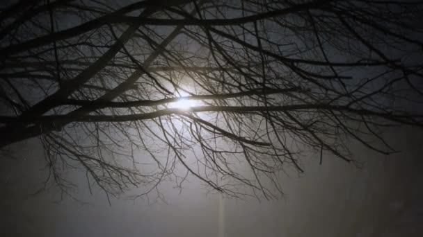Σιλουέτες Των Δέντρων Νύχτα Και Φώτα Του Δρόμου Ομιχλώδη Νύχτα — Αρχείο Βίντεο