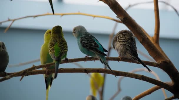 Stromě Sedí Pestrobarevné Pestré Hejno Papoušků Různých Barev Erby Zavřít — Stock video