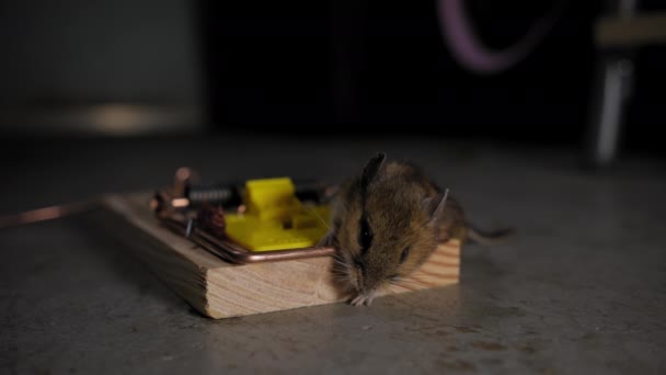 Крупный План Мыши Ловушке Мышь Попавшая Ловушку Едой Высококачественные Кадры — стоковое видео