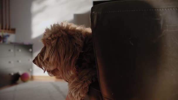 Goldendoodle Animal Estimação Casa Sentado Sofá Olhando Para Câmera Tiro — Vídeo de Stock
