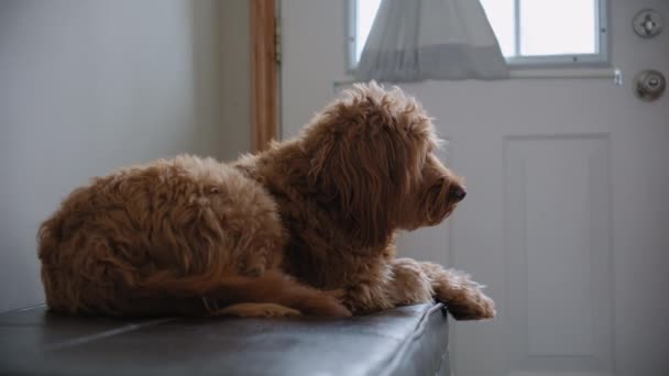 Goldendoodle Animal Estimação Casa Deitado Sofá Perto Porta Espere Imagens — Vídeo de Stock