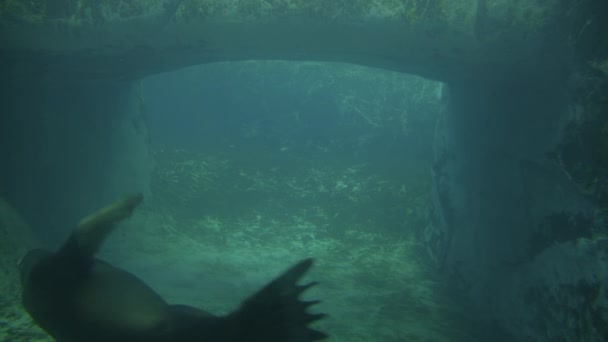 Коричнева Тюлень Хутра Плаває Воді Підводні Повільні Кадри Руху Високоякісні — стокове відео