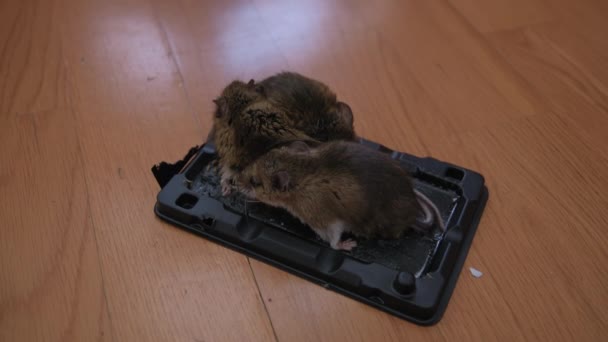 Vista Perto Ratos Armadilha Mouses Preso Uma Armadilha Rato Com — Vídeo de Stock